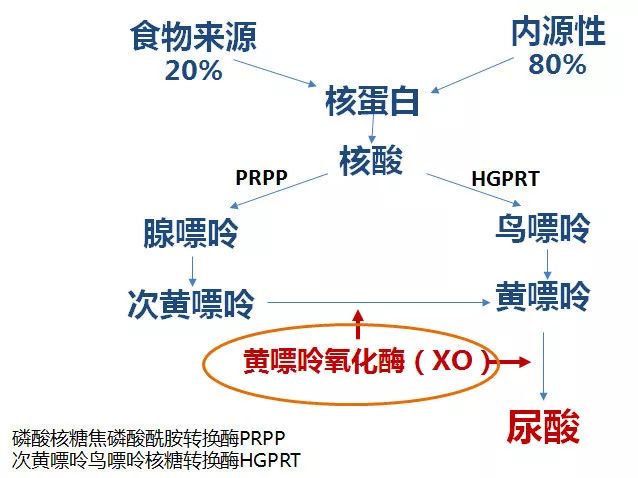 果糖生成尿酸流程图图片