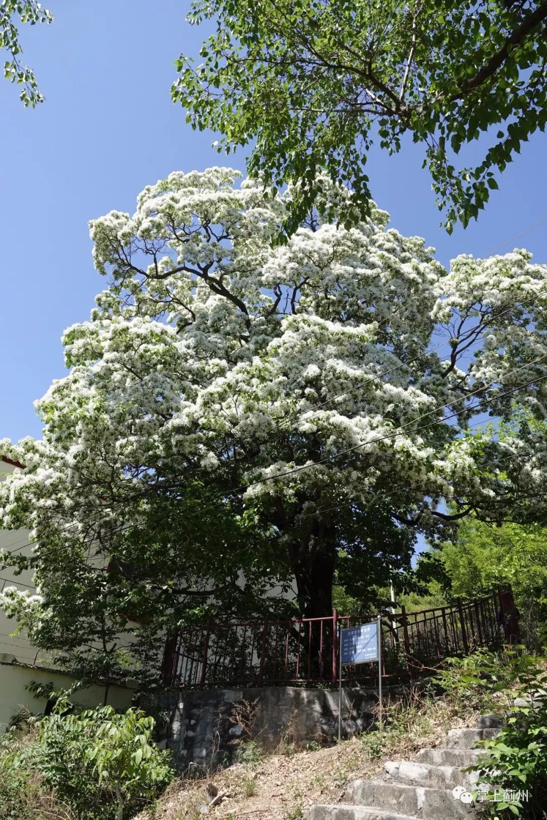 薊州古樹∣539歲流蘇樹花開芳香四溢潔白如雪