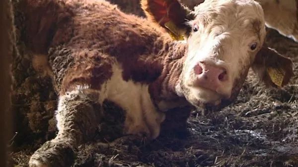 牛犊因缺硒引发的疾病,你有解决办法吗?