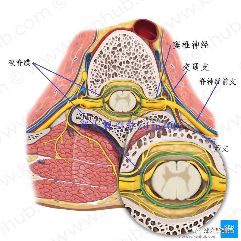 脊神经后根脊髓后动脉椎动脉颈升动脉硬脊膜尾神经胸神经骶神经s1