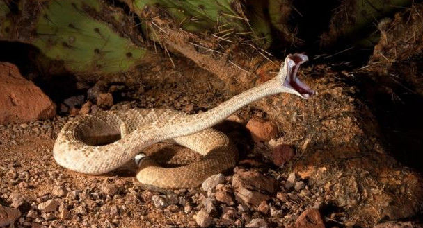 蛇进攻速度能有多快?瞬间能完成4次攻击