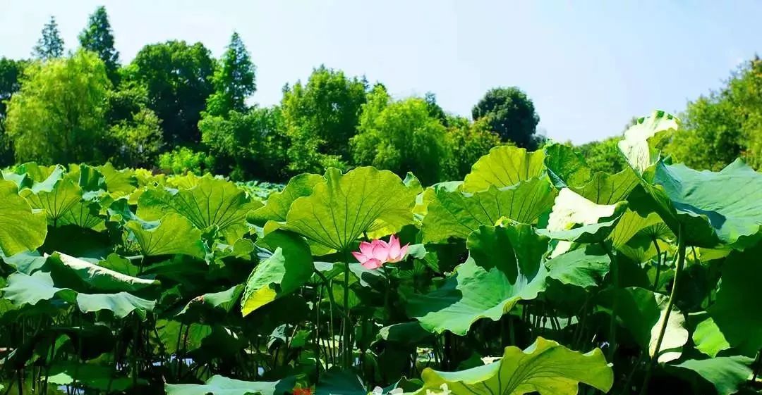 陽光半島景觀生態區六郎大港景觀生態區蕪湖縣的陶辛水韻景觀生態區