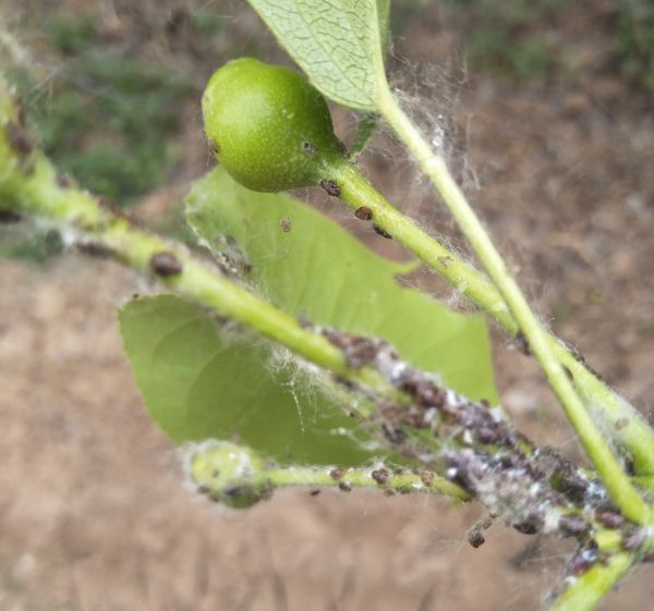 梨树上这是啥虫?该怎样防治?_蚜虫