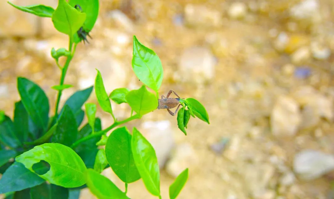 对付植物病虫害防比治更重要防治有方百试不爽