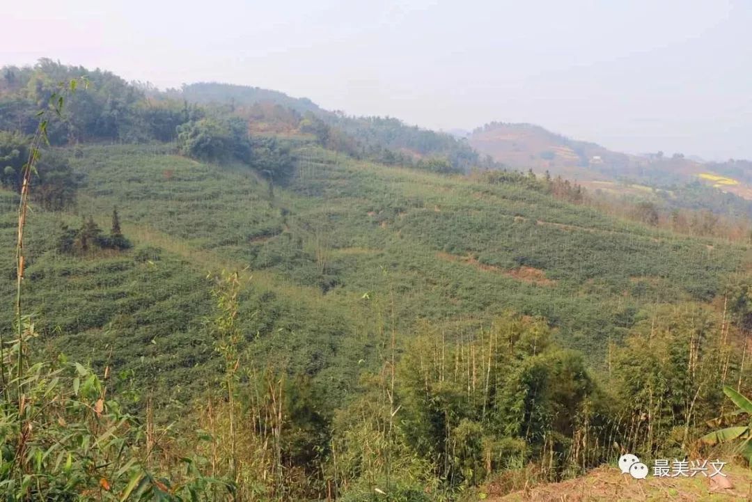 兴文县巨黄竹种苗图片