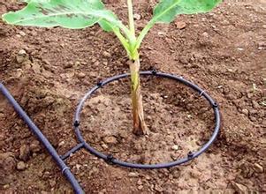 成本高细节杂为何风靡以色列的滴灌农业拿到中国那么费劲