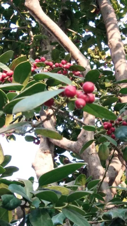 百草丨枸骨葉是苦丁茶的來源之一