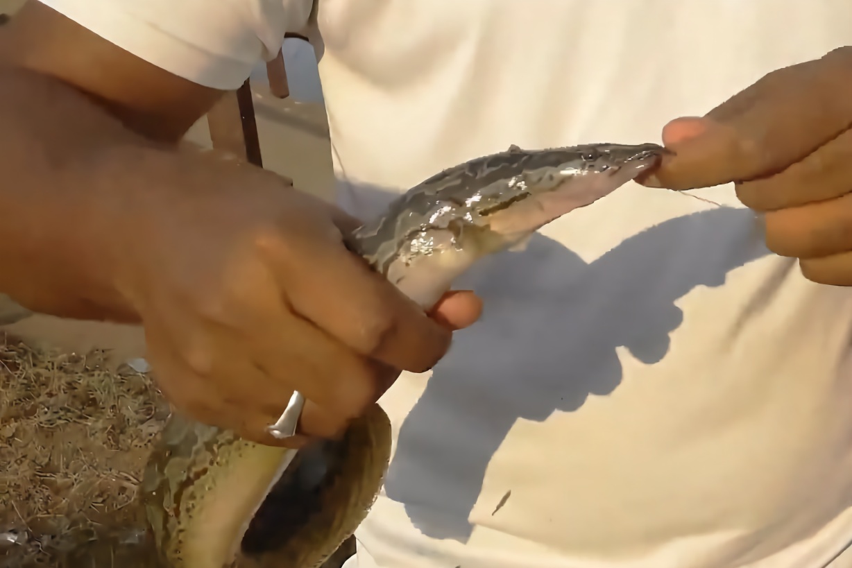 蹲在桥上放线钓上来的都是筷子长的大刀鳅