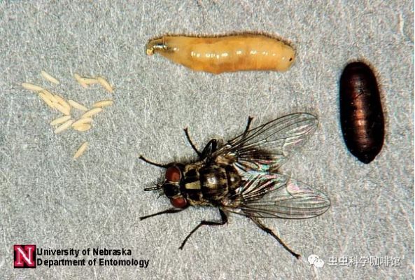 每月一谈:教你认识苍蝇-厩螯蝇_幼虫