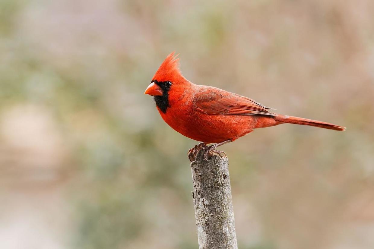 cardinal 红衣凤头鸟 (图 by skeeze / pixabay)比之每天都在我家院子