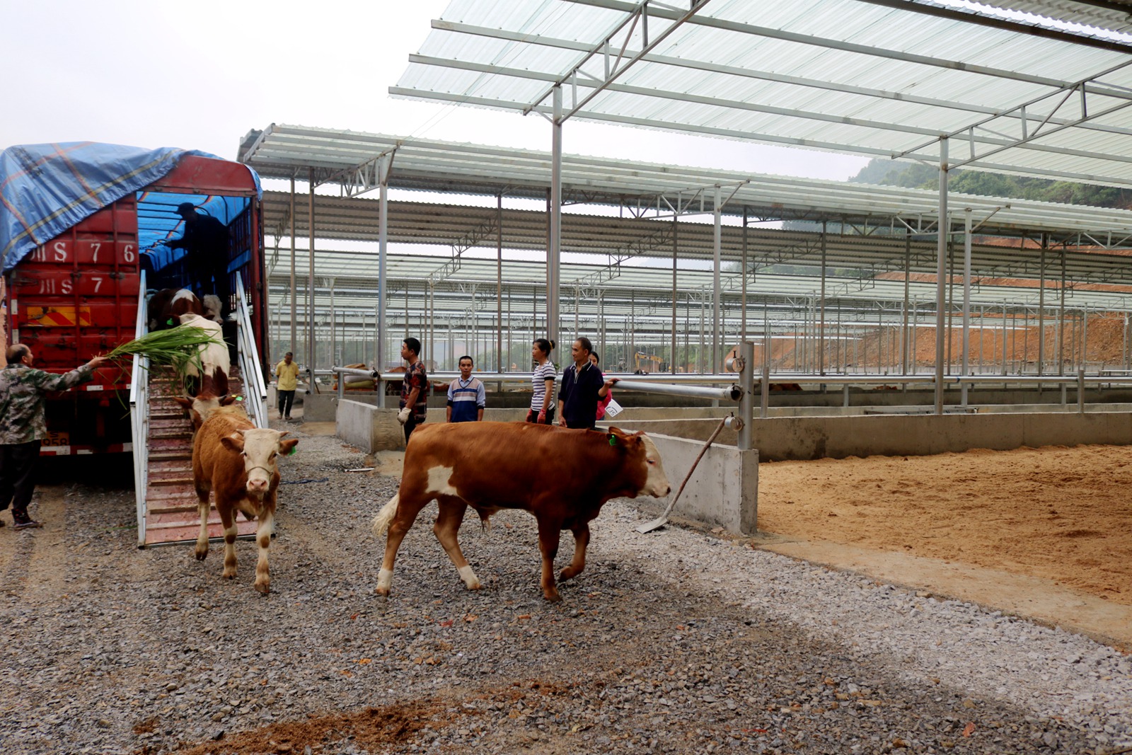 肉牛養殖基地熱鬧非凡,該基地剛引進的160頭牛犢