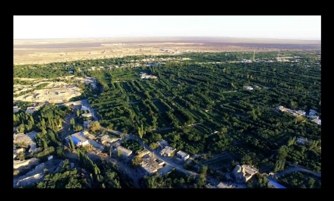 快来五堡品尝桑葚五堡镇第三届桑葚节开启夏日甜蜜之旅