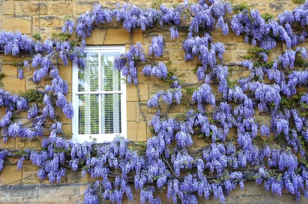 华彩三农分享备受关注的高颜值花墙