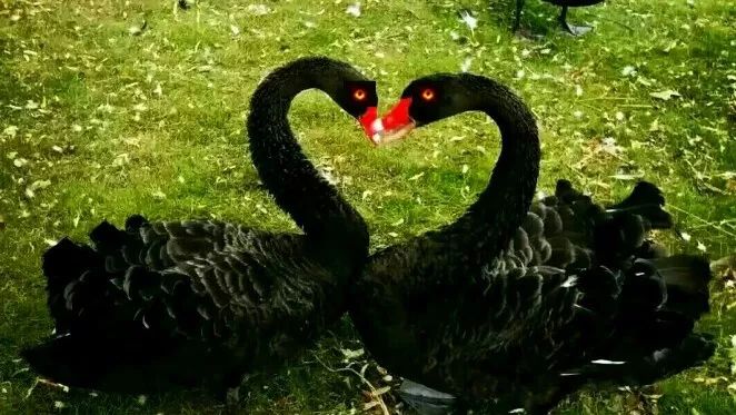 苑儿不服:胡说,黑洞明明是黑天鹅的"烈焰双眸"!至少也是一份鸳鸯锅吧!