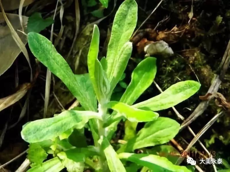 春雨滋润下,鼠麹草从地里冒出来啦!文|卢强祯主播|王思源