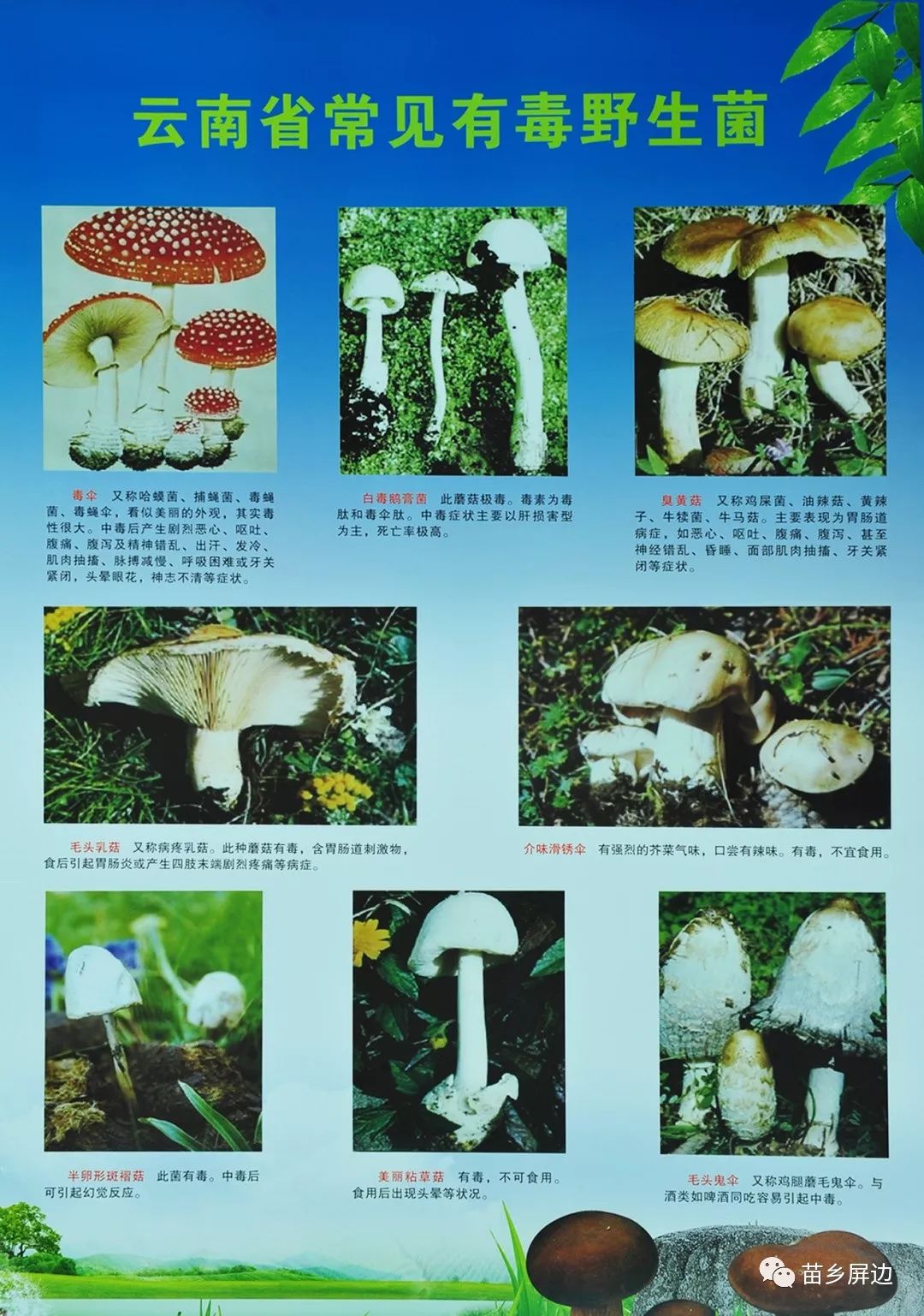 注意啦!野生菌虽味美,莫贪嘴伤身