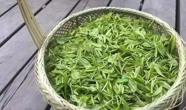 海南三亚研学旅行研学正当时探寻红嫂故里体验茶叶文化