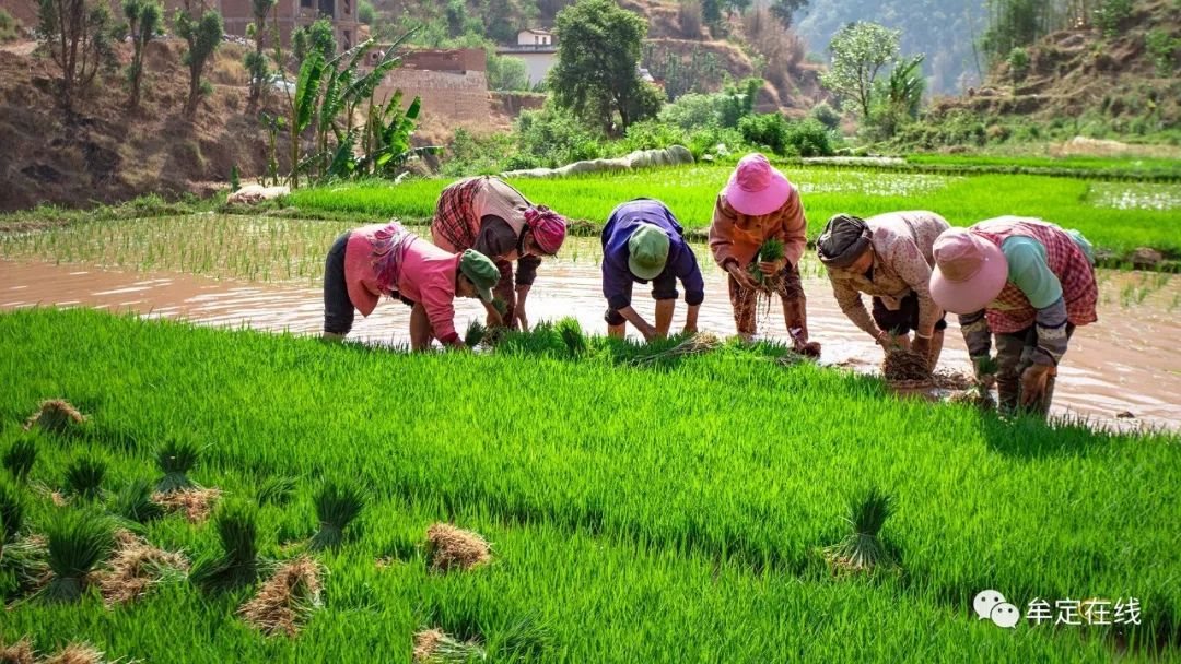 牟定影像插秧耕种的季节看勤劳的牟定人热火朝天的农耕景象