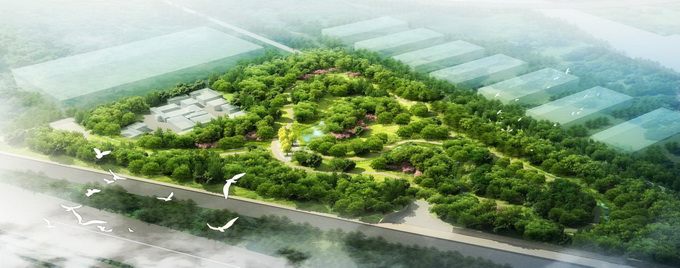 元宝枫种植基地在哪里