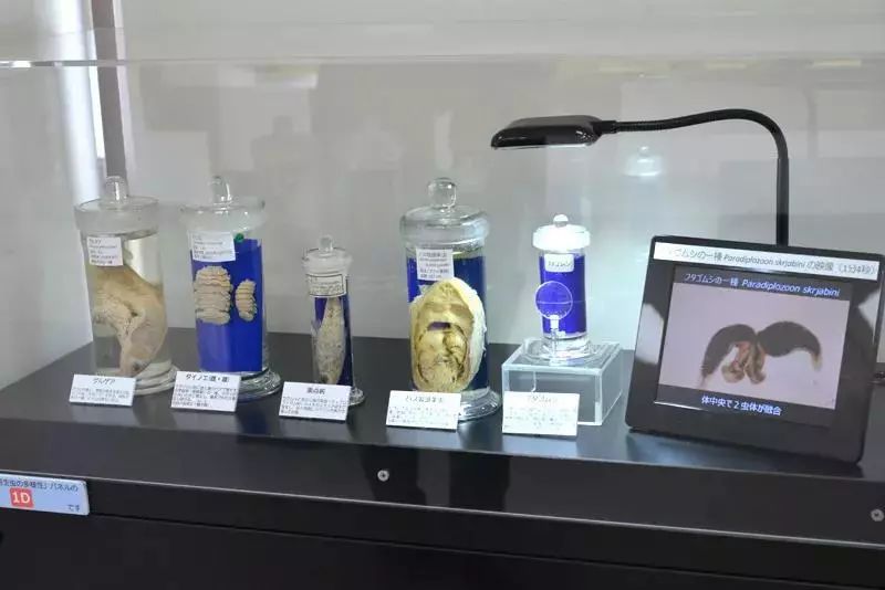 福尔马林泡器官博物馆图片