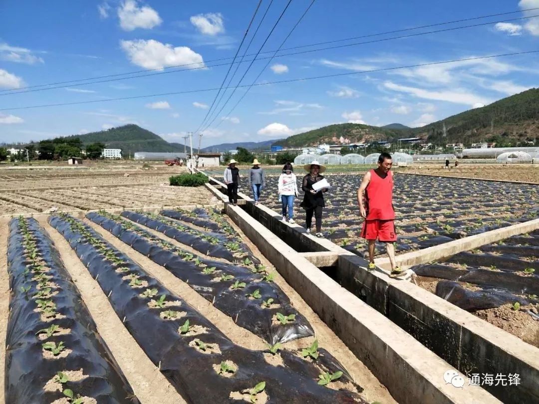 通海县四街镇:党员干部群众多措并举抗旱保收
