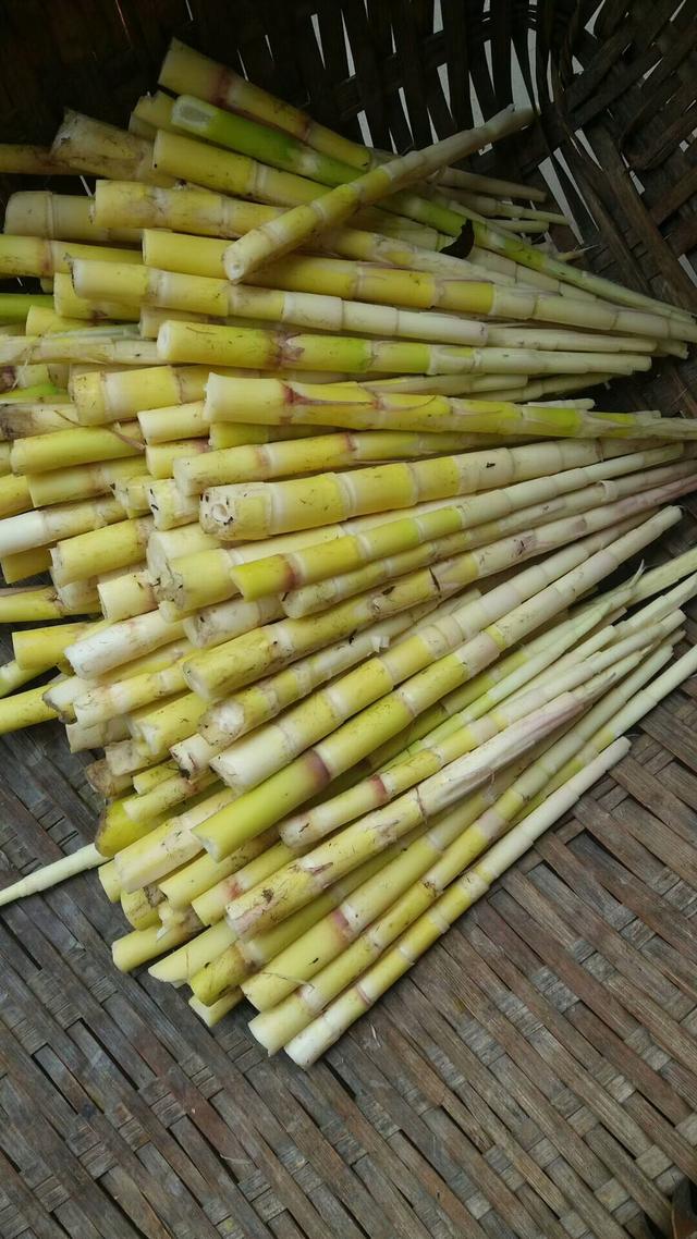 炎陵山上的小笋子可以拗了!_上市