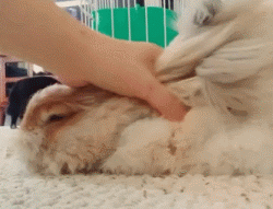 自帶憂鬱氣質的安哥拉兔，這團毛球長得太有特色了！ 寵物 第13張