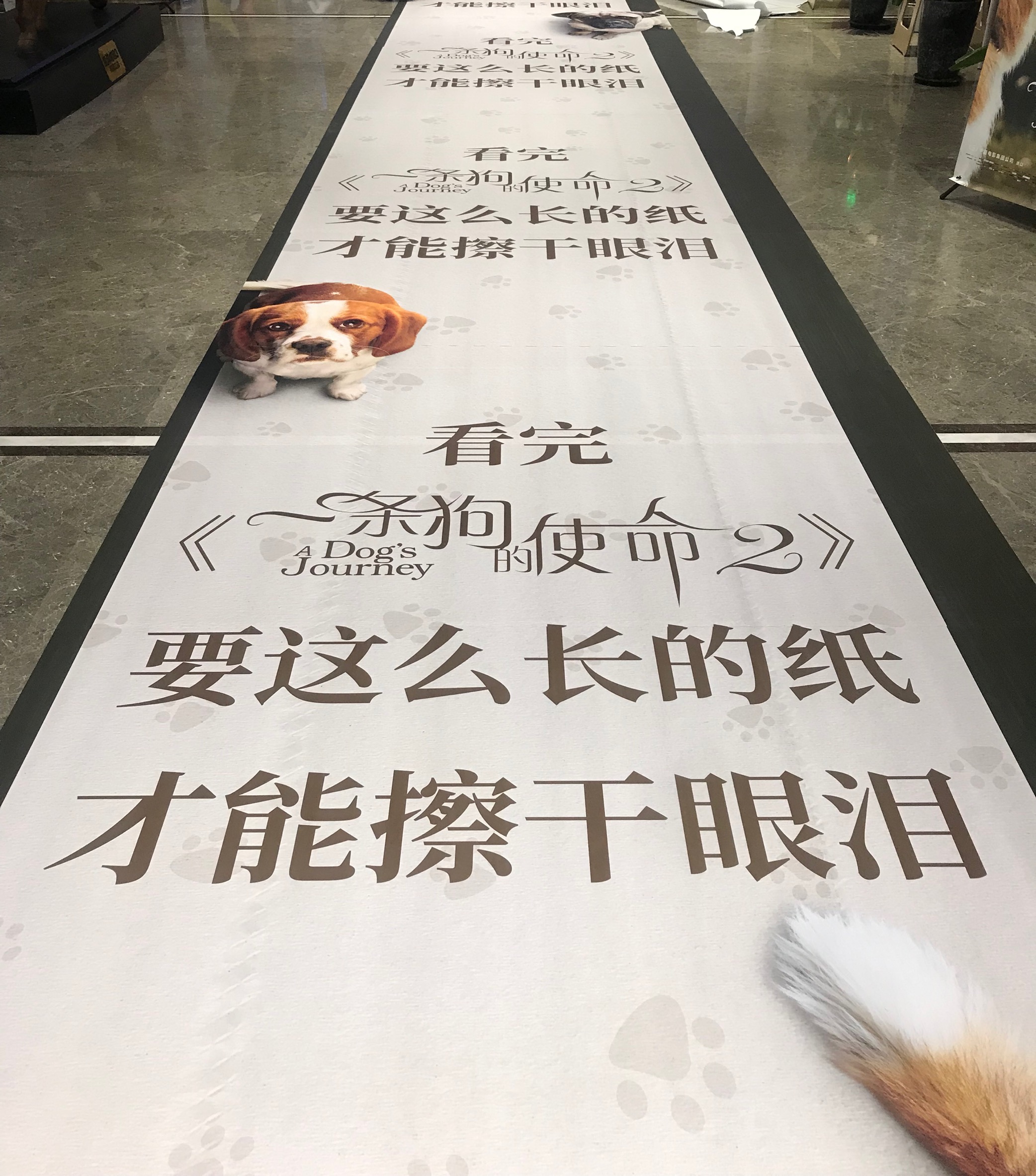 《一条狗的使命2》超前鉴赏，被赞今夏最强催泪弹