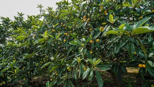 甜美初夏,从吃一颗塘栖枇杷开始!