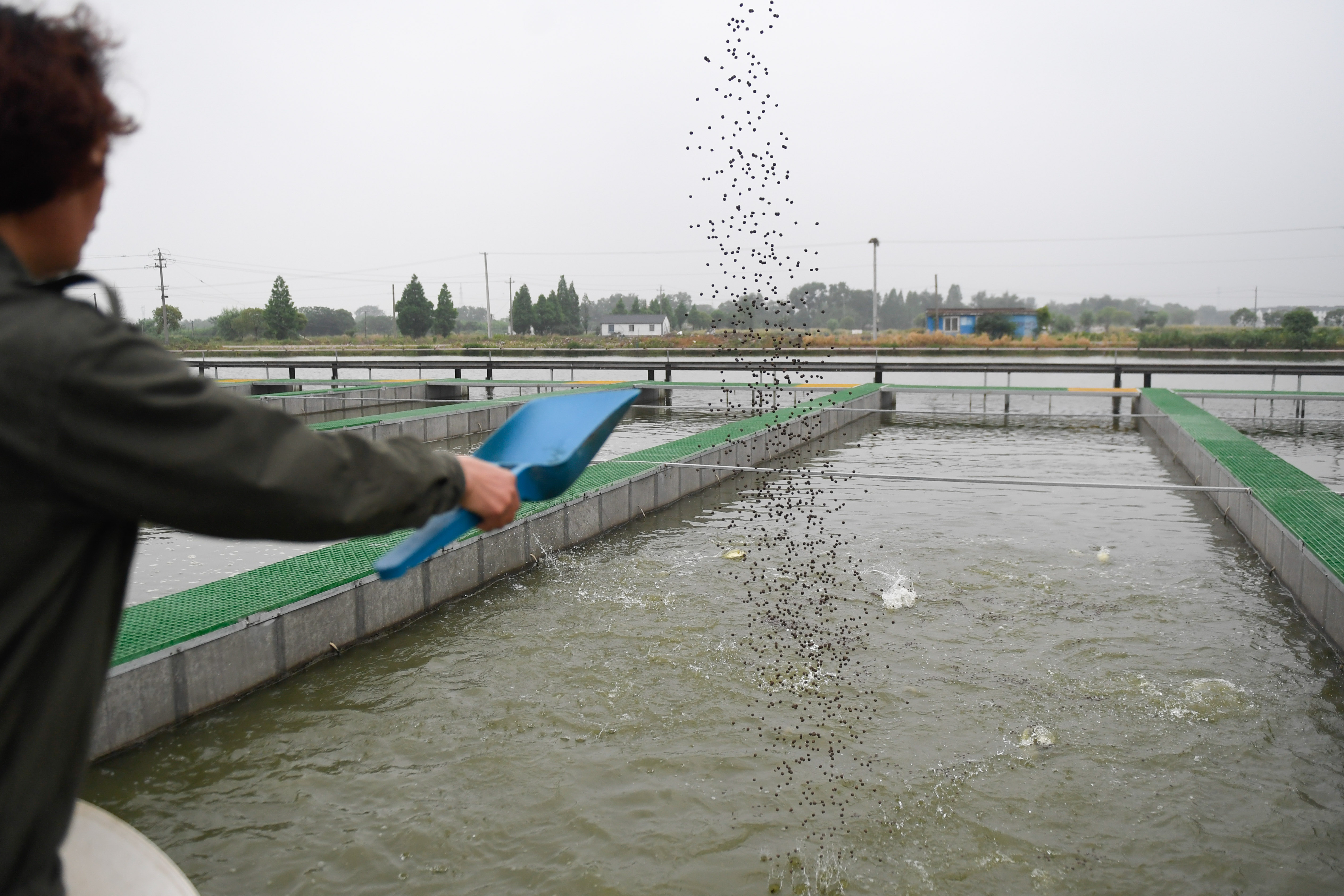 浙江湖州:把鱼养在跑道里