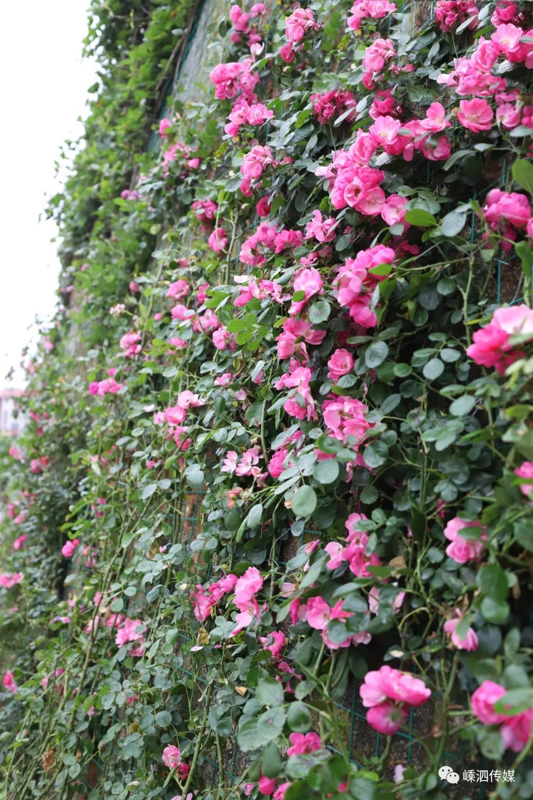 嵊泗街拍好去处,"网红花墙"了解一下?