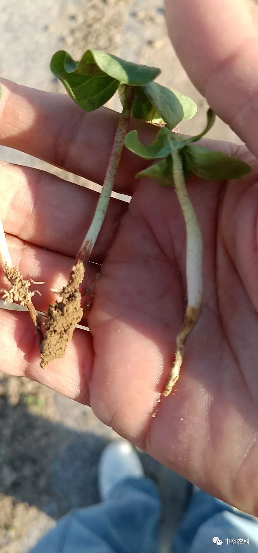 棉苗死苗,烂根?抓紧做好这些