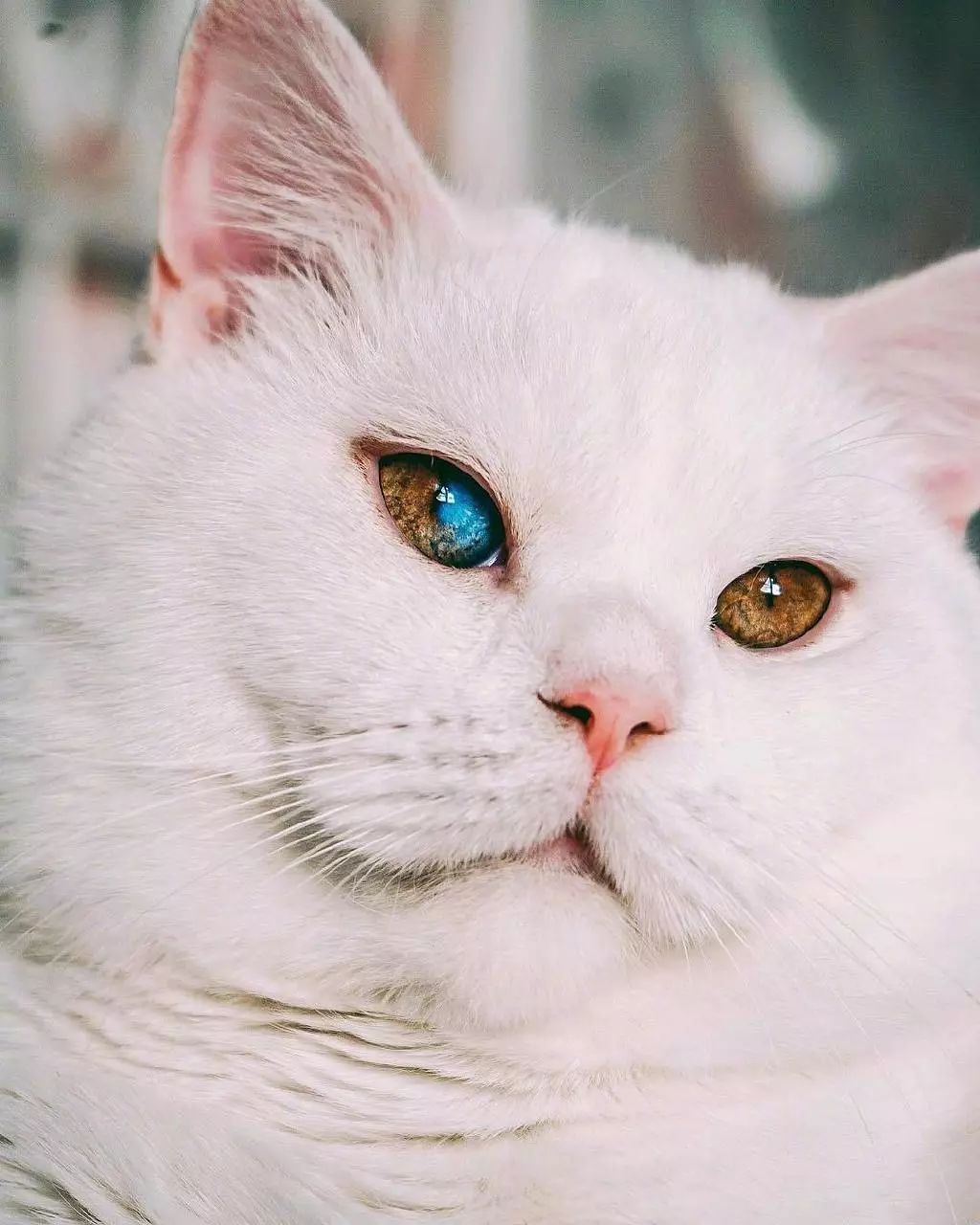 网友家的一只白色英短,有一只眼睛居然是双色的!