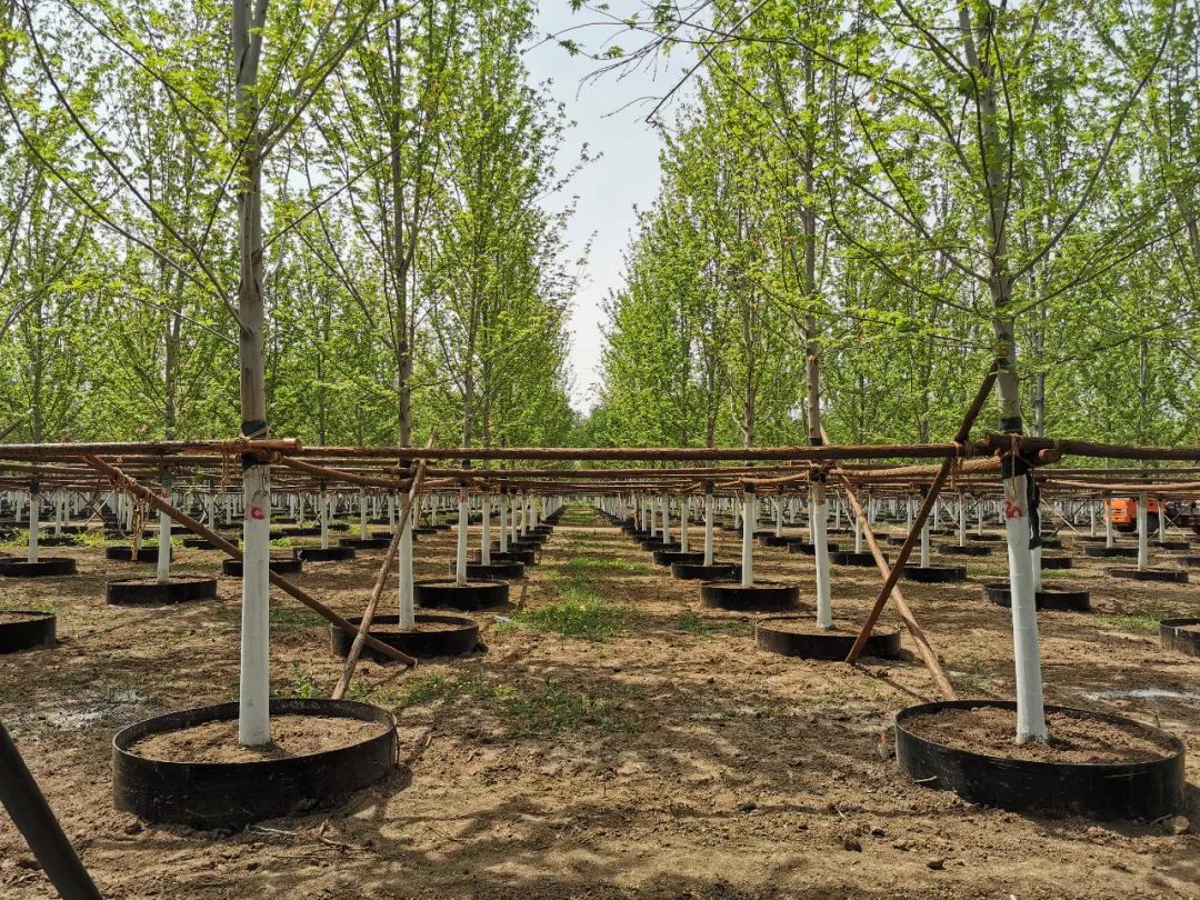 【苗乡行北京线】第二天:心灵震撼的北京乡土苗木_苗圃