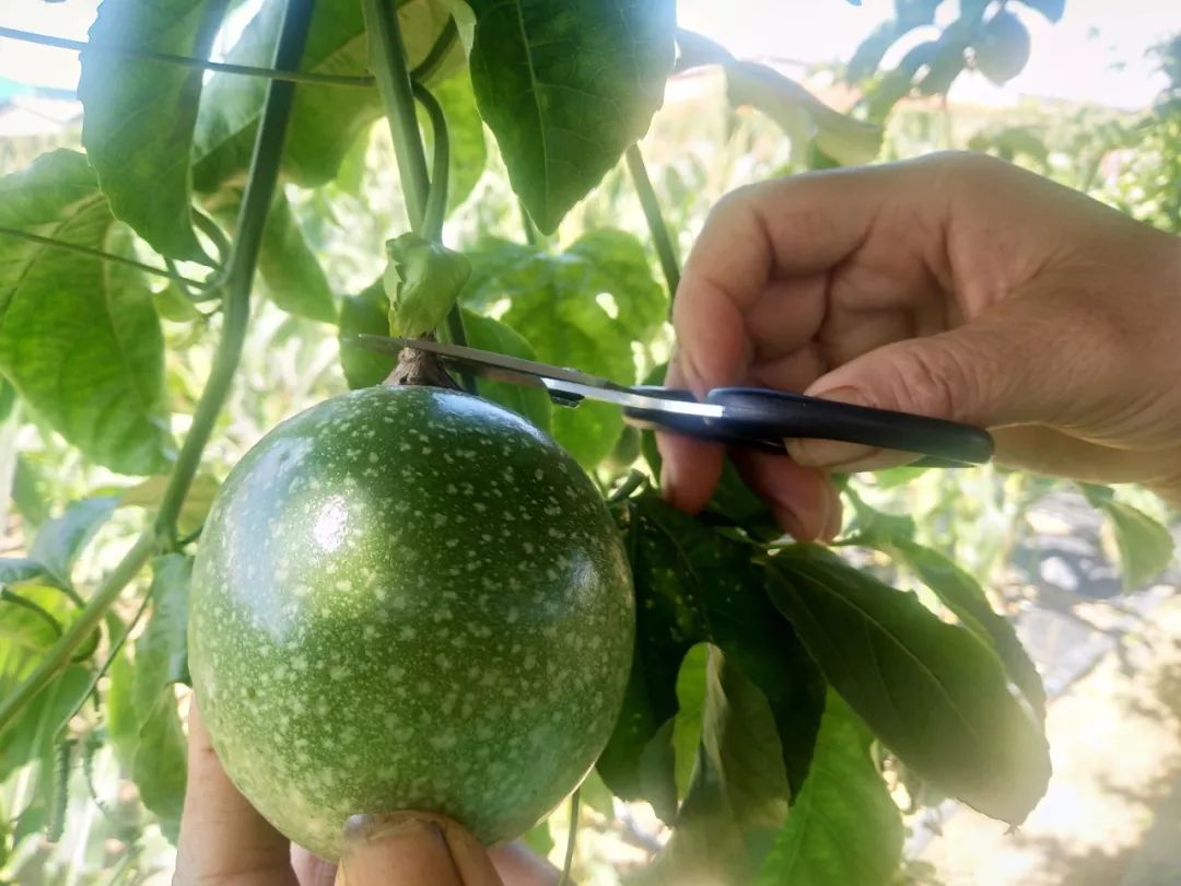 产地食材海南黄金百香果101种水果的香气