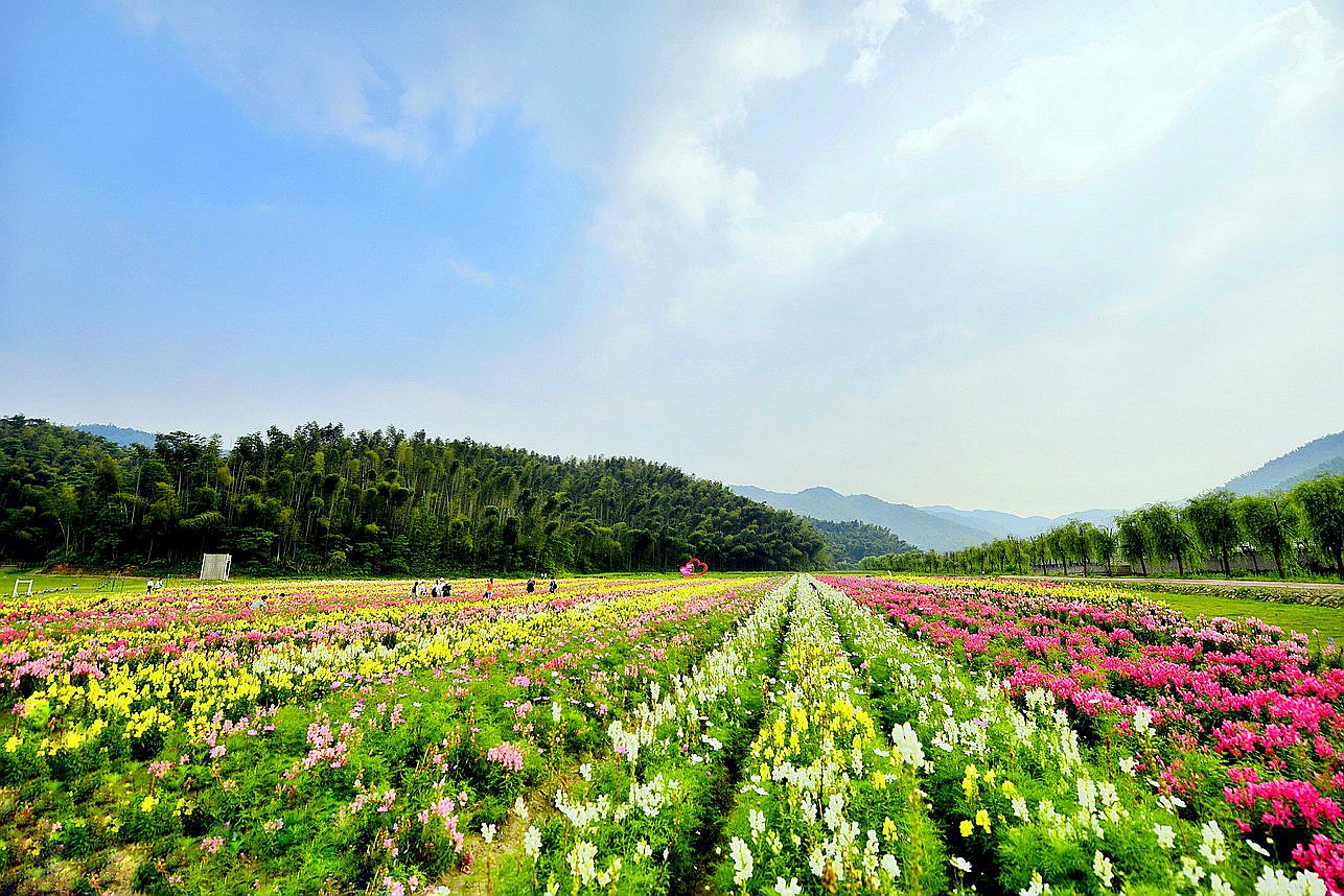 九龙溪生态谷七彩花海,城市花园五月季等你赏