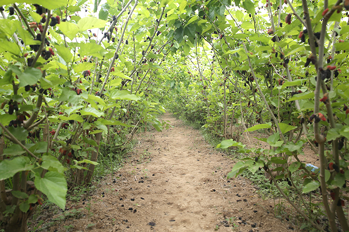 又到桑葚成熟时 满树圣果待君采_桑树