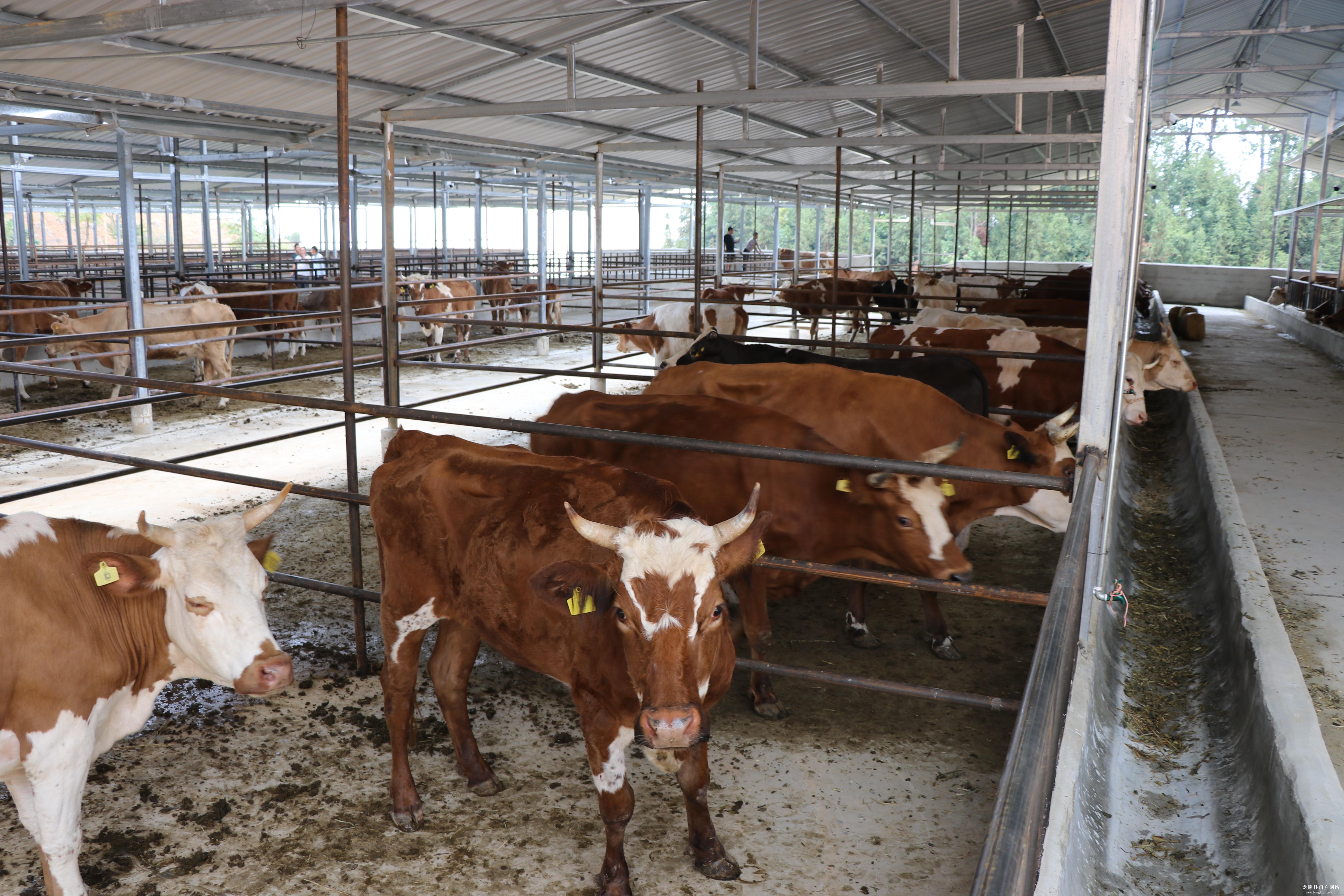 四川江油肉牛养殖场图片