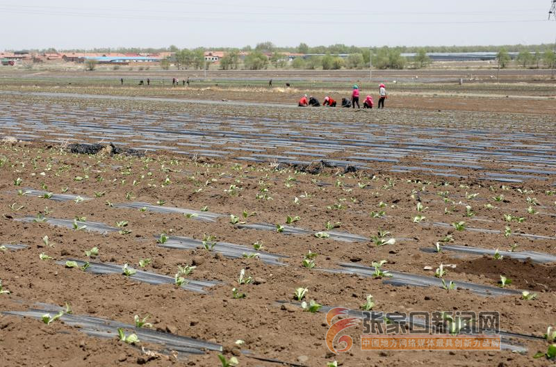 张家口张北:初夏蔬菜种植忙