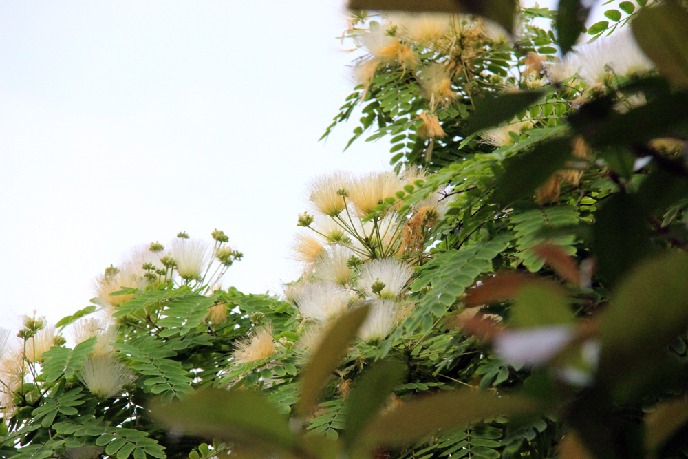 1/62019年5月15日,湖南衡阳,位于衡州大道绿化带的几株山槐已开花