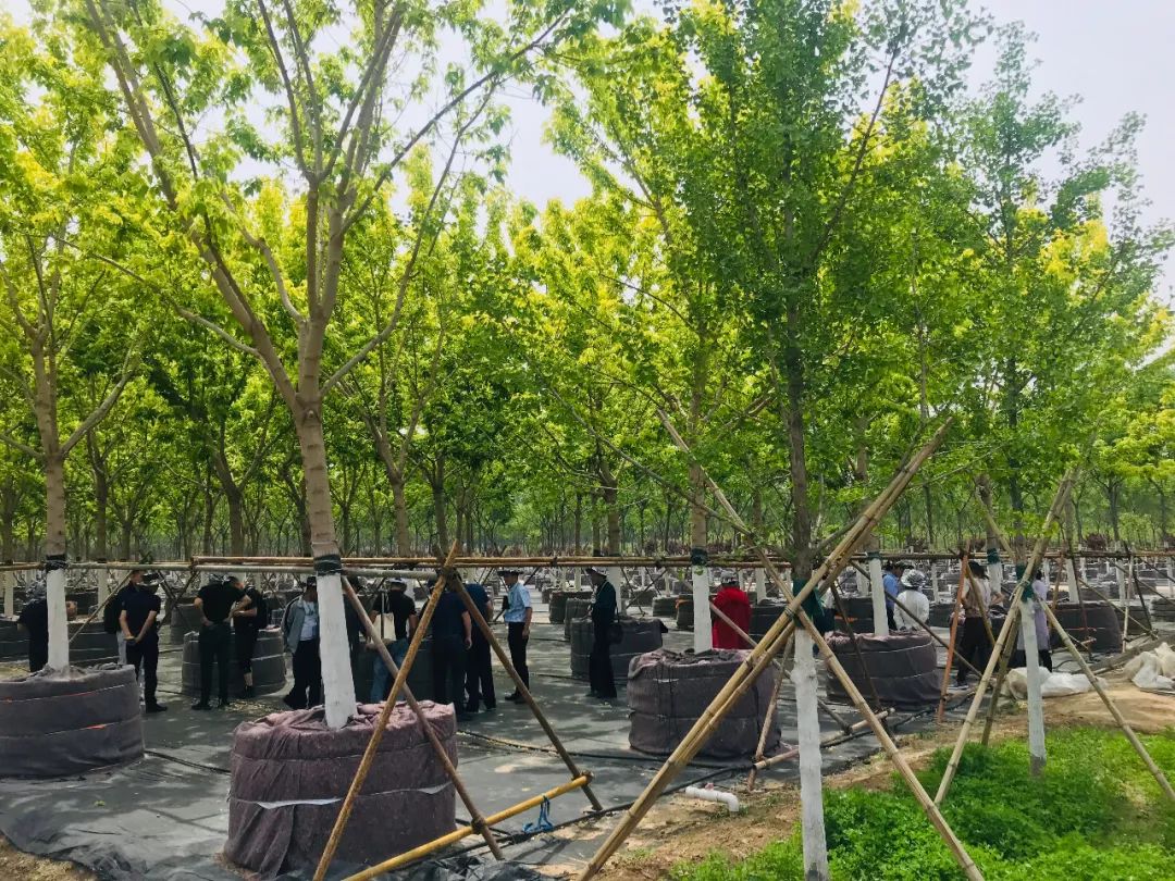 【苗乡行北京线】第二天:心灵震撼的北京乡土苗木_苗圃