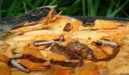 园林植保信息--苹果小吉丁虫的发生规律和防治措施