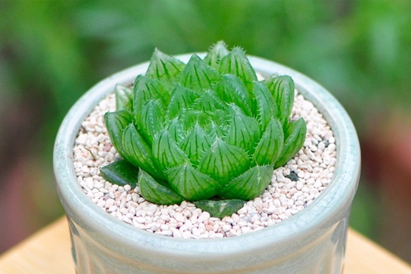 翠云玉露翠云玉露据说是新品,和樱水晶真的很像,我实在是分不出来,不