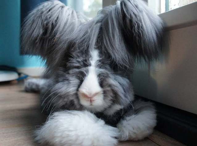 自帶憂鬱氣質的安哥拉兔，這團毛球長得太有特色了！ 寵物 第8張