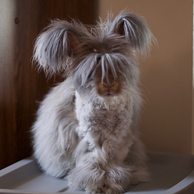 自帶憂鬱氣質的安哥拉兔，這團毛球長得太有特色了！ 寵物 第4張
