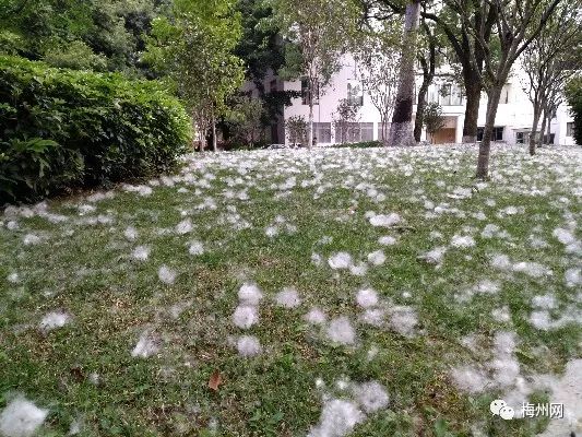 也有部分市民会把木棉絮收集起来