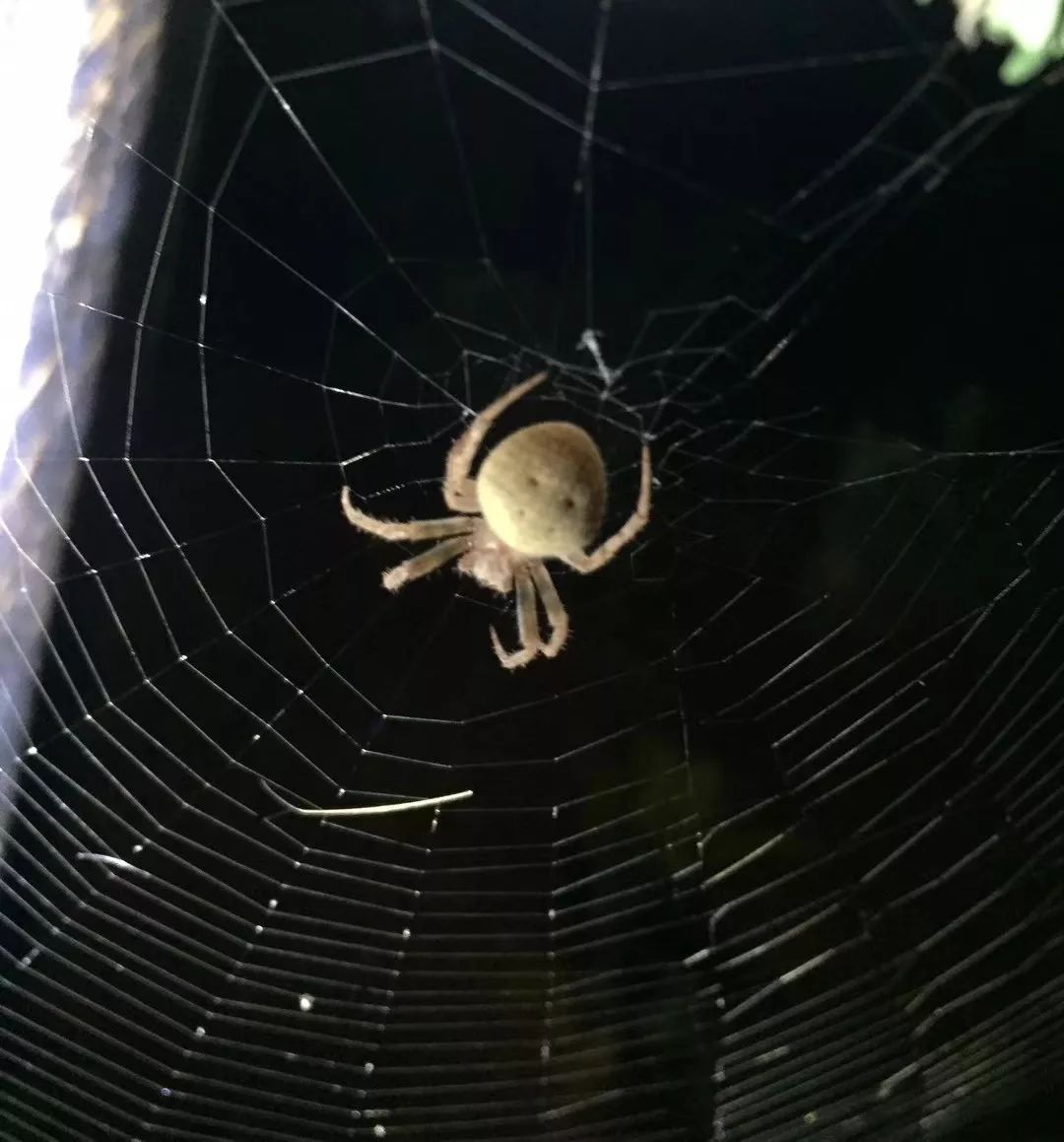 老师讲解之后才知道下次遇见可就别再急着赶跑它啦家里的白额高脚蛛