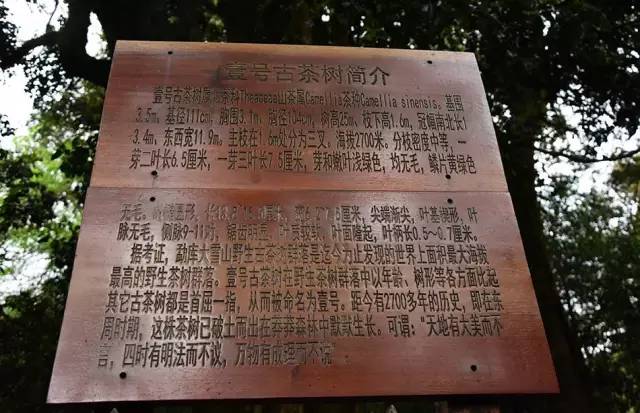 最美茶山遇见你徒步大雪山一次关于卖茶的阴谋之旅