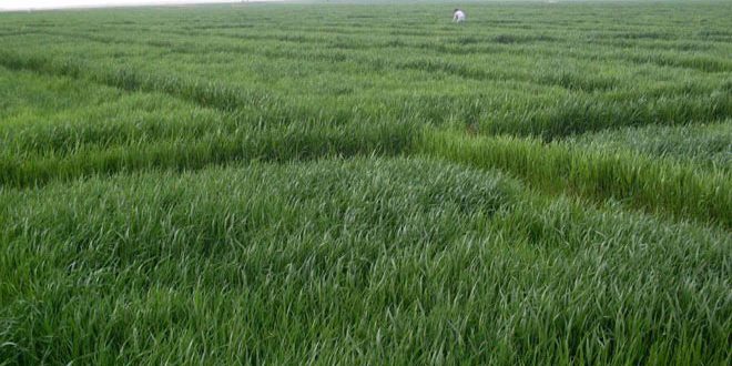 叙利亚德拉省麦子收成看好,预计产量超过10万吨