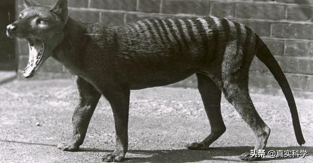 已经灭绝80多年的塔斯马尼亚虎,拥有一张恐怖的大嘴,又名袋狼